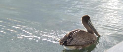 Pelican in Sunlight