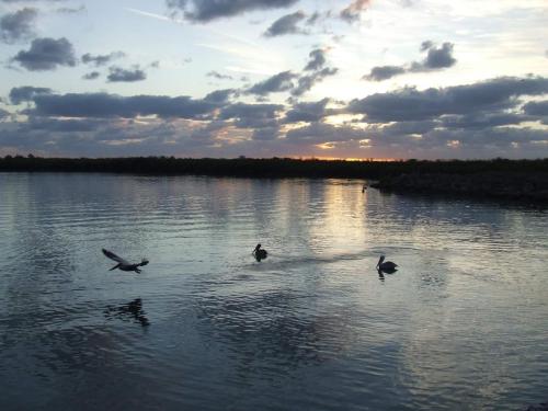 Pelicans in Flight 